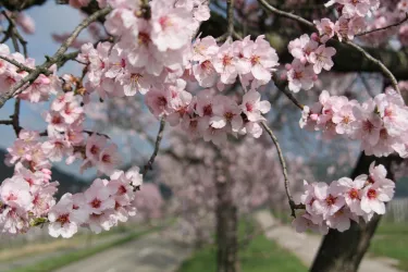 Mandelblüte in der Pfalz (© Elke Metzger, Urlaubsregion Freinsheim)