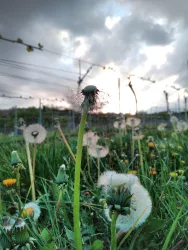 Löwenzahn im Frühjahr