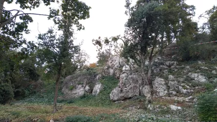 Kalkfelsen im Kallstadter Saumagen