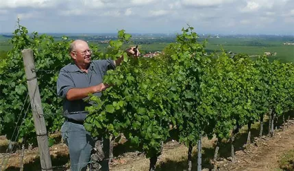 Winzermeister Robert Anthon (© Winzergenossenschaft Kallstadt)