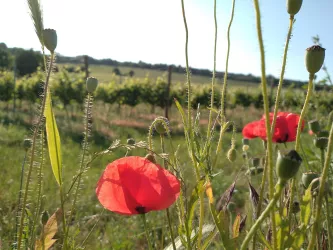 Saumagen im Sommer