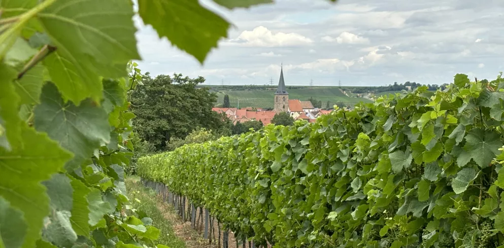 Weinberg Freinsheim