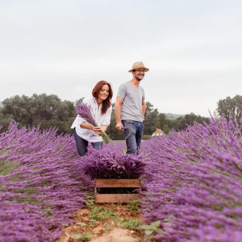 BlauSinn Lavendel BlauSinn Lavendel