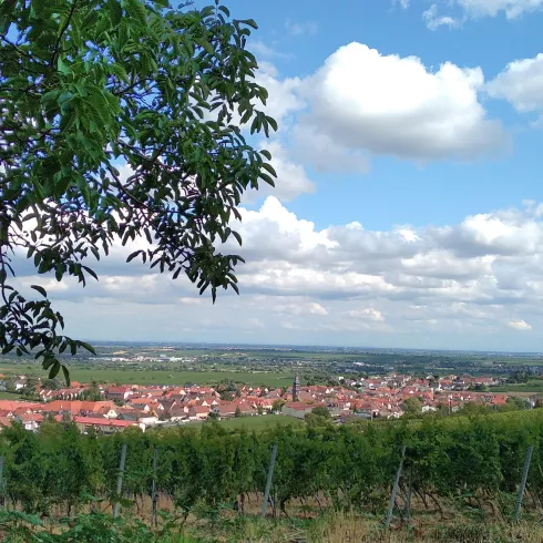Blick in die Rheinebene Blick in die Rheinebene